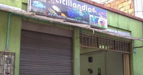 CICILANDIA CICILANDIA