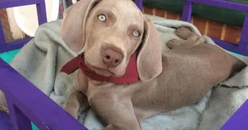 GRRANIMAL GRRANIMAL