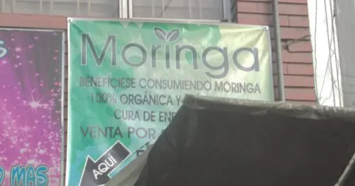 MORINGA MORINGA